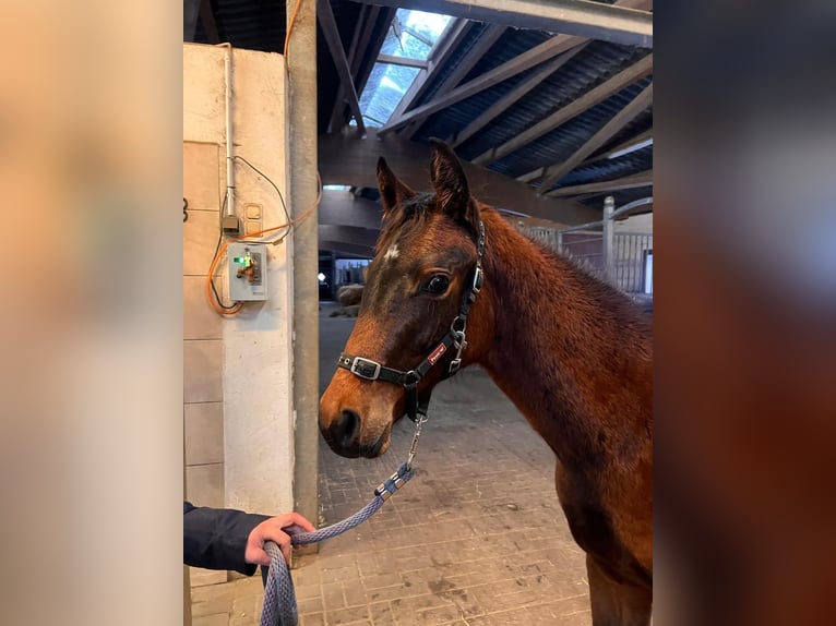 Holstein Mare 1 year Brown in Schmilau