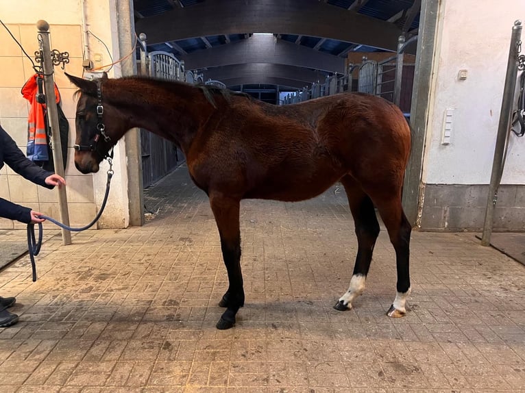 Holstein Mare 1 year Brown in Schmilau