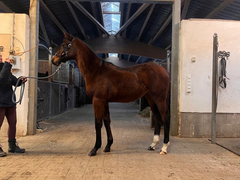 Holstein Mare 1 year Brown in Schmilau