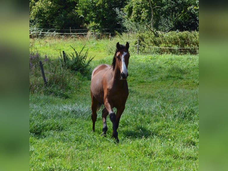 Holstein Mare 1 year Brown in S&#xFC;sel