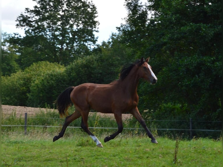 Holstein Mare 1 year Brown in S&#xFC;sel