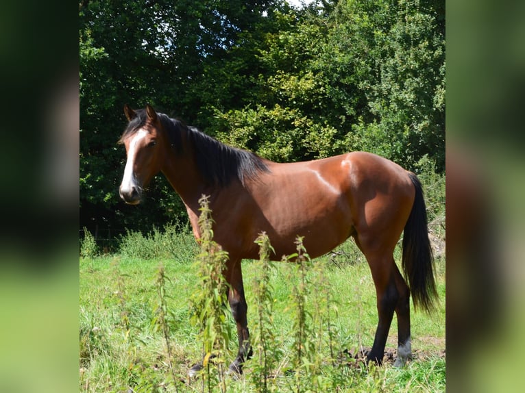 Holstein Mare 1 year Brown in S&#xFC;sel