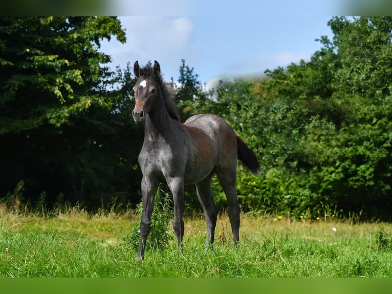 Holstein Mare 1 year Can be white in Bunsoh