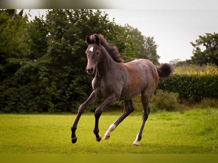 Holstein Mare 1 year Can be white in Bunsoh