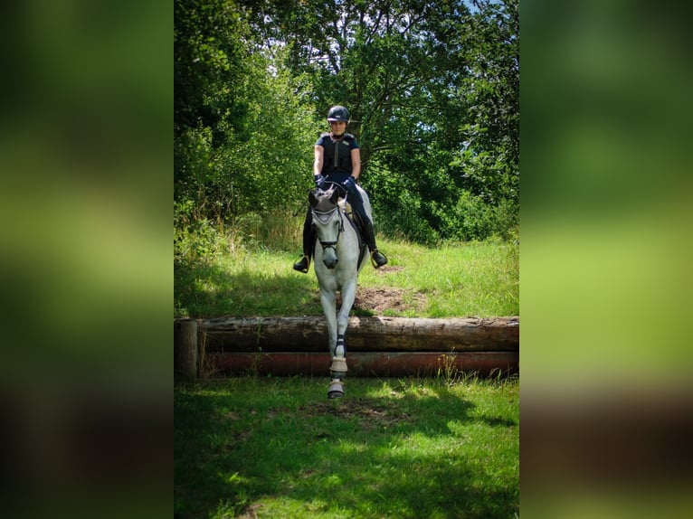 Holstein Mare 1 year Can be white in Bunsoh