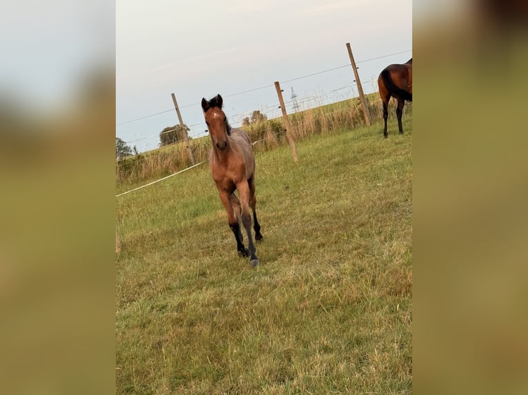 Holstein Mare 1 year Can be white in Lauterbach