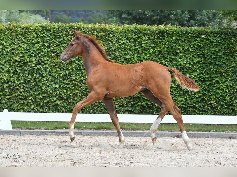 Holstein Mare 1 year Chestnut-Red in Calau