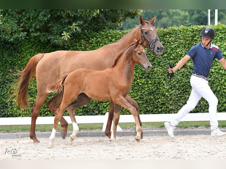 Holstein Mare 1 year Chestnut-Red in Calau