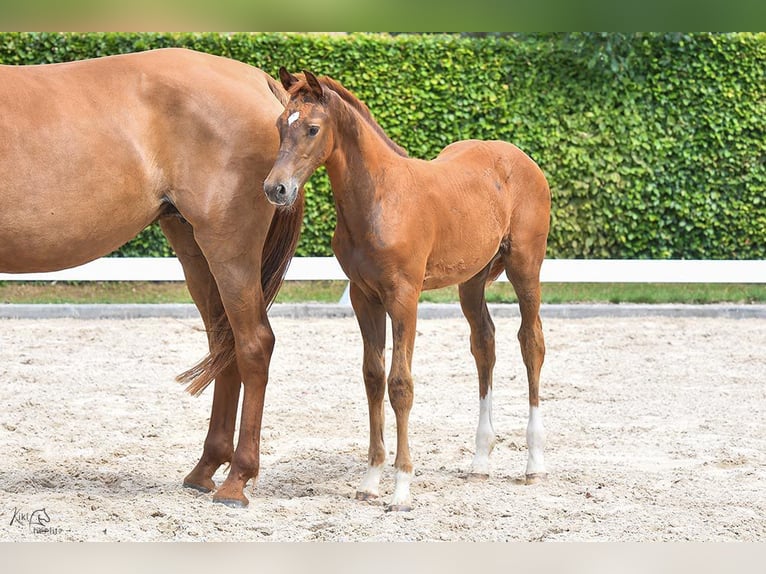 Holstein Mare 1 year Chestnut-Red in Calau