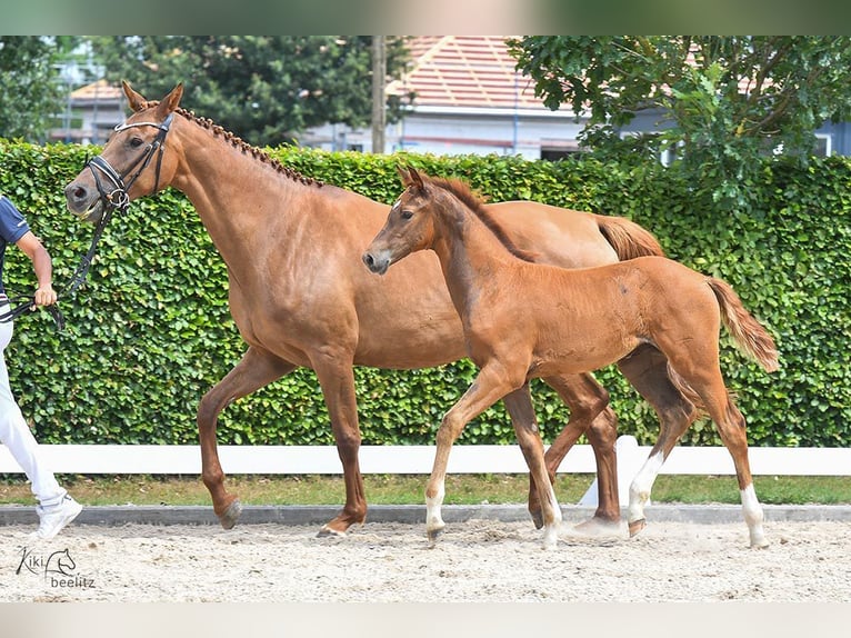 Holstein Mare 1 year Chestnut-Red in Calau