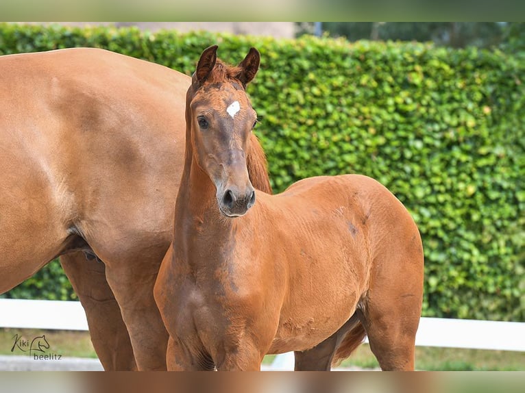 Holstein Mare 1 year Chestnut-Red in Calau