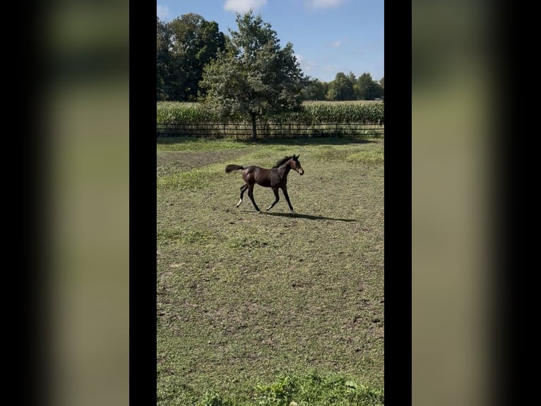 Holstein Mare 1 year Smoky-Black in Moos