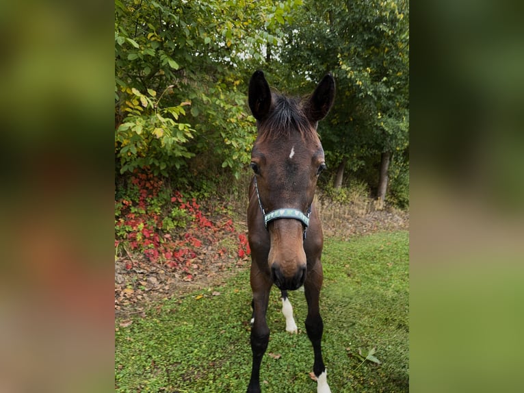 Holstein Mare 1 year Smoky-Black in Moos