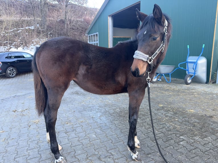 Holstein Mare 1 year Smoky-Black in Moos