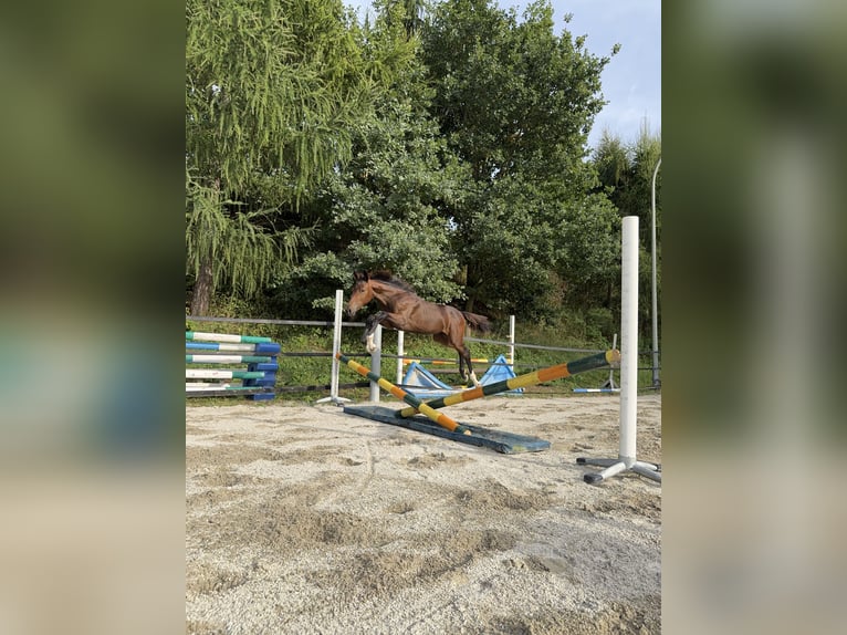 Holstein Mare 1 year Smoky-Black in Moos