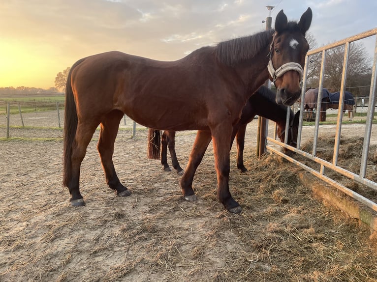 Holstein Mare 20 years 16 hh Brown in Stavern