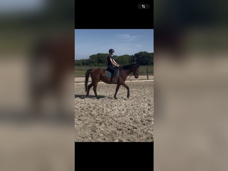 Holstein Mare 20 years 16 hh Brown in Stavern