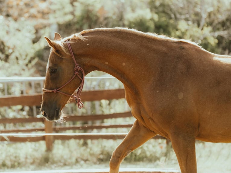 Holstein Mare 20 years 16 hh Chestnut-Red in Riesa