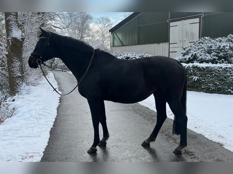 Holstein Mare 20 years 16,1 hh Bay-Dark in Pronstorf