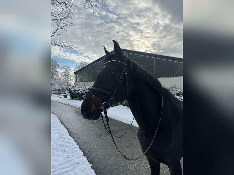 Holstein Mare 20 years 16,1 hh Bay-Dark in Pronstorf