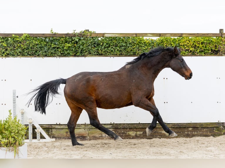 Holstein Mare 20 years 16,1 hh Brown in Waddinxveen