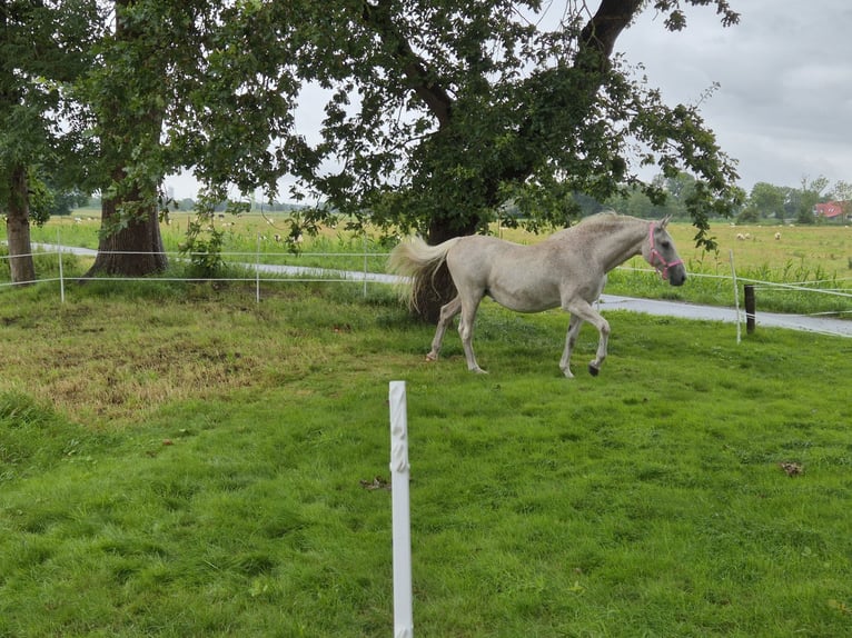 Holstein Mare 21 years 15,3 hh Grey-Fleabitten in Ecklak