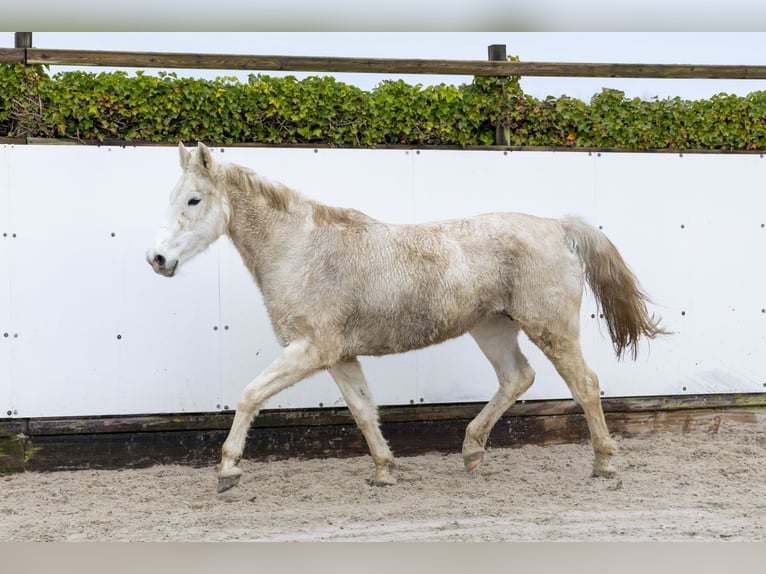 Holstein Mare 21 years 15,3 hh Grey in Waddinxveen