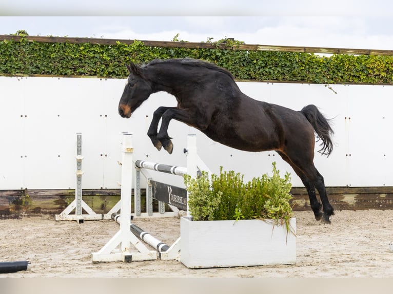 Holstein Mare 21 years 16 hh Bay-Dark in Waddinxveen