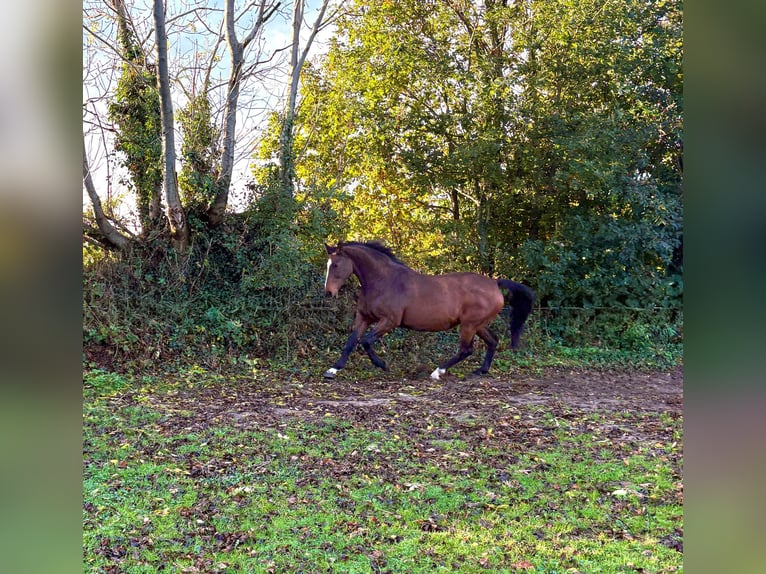 Holstein Mare 21 years 16 hh Brown in Puls