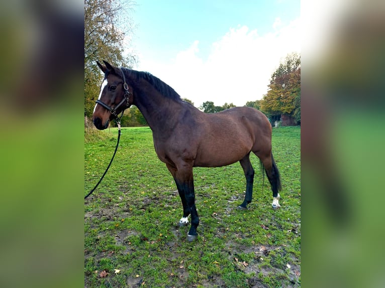 Holstein Mare 21 years 16 hh Brown in Puls