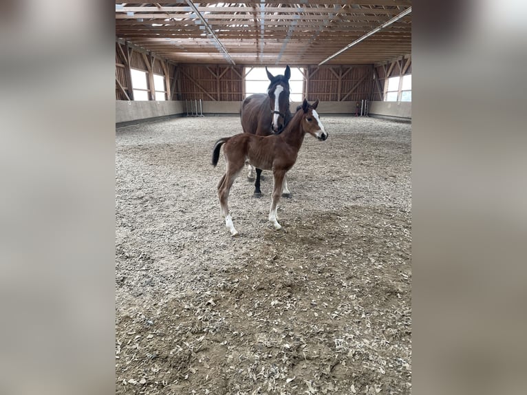 Holstein Mare 21 years 16,2 hh Brown in Ravensberg