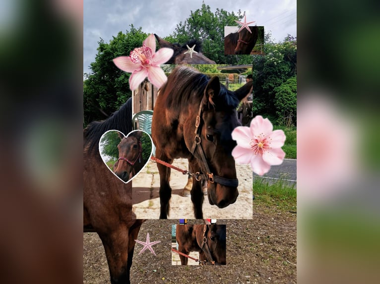 Holstein Mare 21 years 17 hh Brown in Ostrau