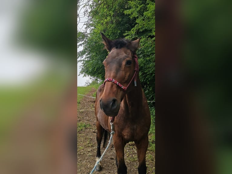 Holstein Mare 21 years 17 hh Brown in Ostrau