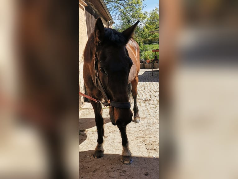 Holstein Mare 21 years 17 hh Brown in Ostrau