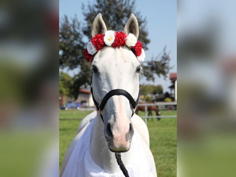 Holstein Mare 22 years 15,1 hh Gray in Laudenbach