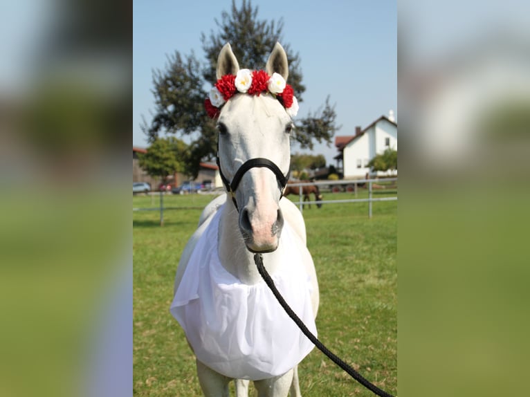 Holstein Mare 22 years 15,1 hh Gray in Laudenbach