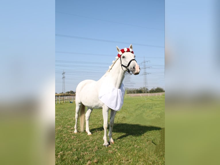 Holstein Mare 22 years 15,1 hh Gray in Laudenbach