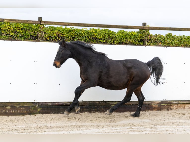 Holstein Mare 22 years 16 hh Bay-Dark in Waddinxveen