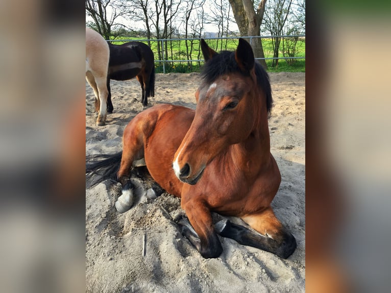 Holstein Mare 22 years 16 hh Brown in Steinbergkirche