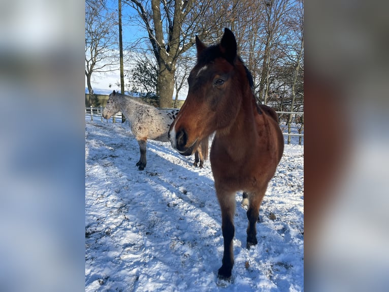 Holstein Mare 22 years 16 hh Brown in Steinbergkirche