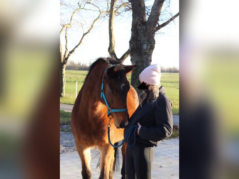 Holstein Mare 22 years 16 hh Brown in Steinbergkirche