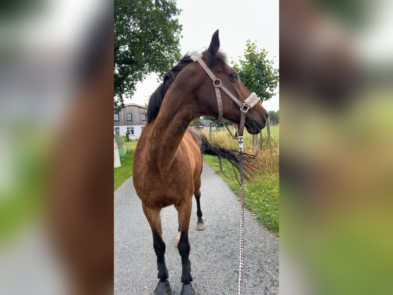Holstein Mare 22 years 16 hh Brown in Steinbergkirche