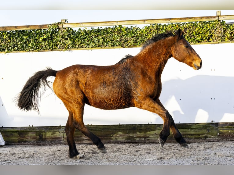 Holstein Mare 22 years 16 hh Brown in Waddinxveen