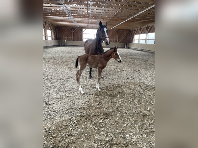 Holstein Mare 22 years 16,2 hh Brown in Ravensberg