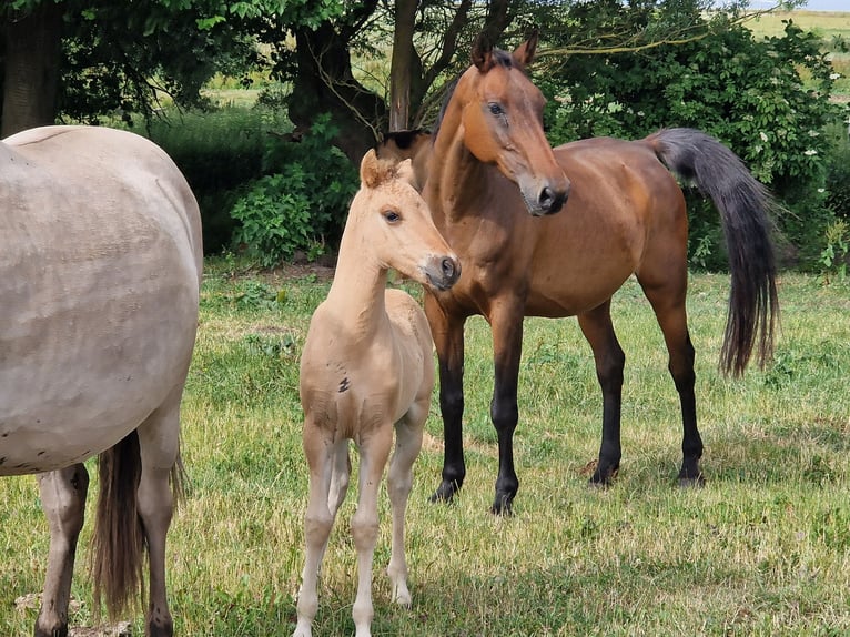 Holstein Mare 23 years 16,1 hh Brown in Uckerland Holstein Mare 23 years 16,1 hh Brown in Uckerland