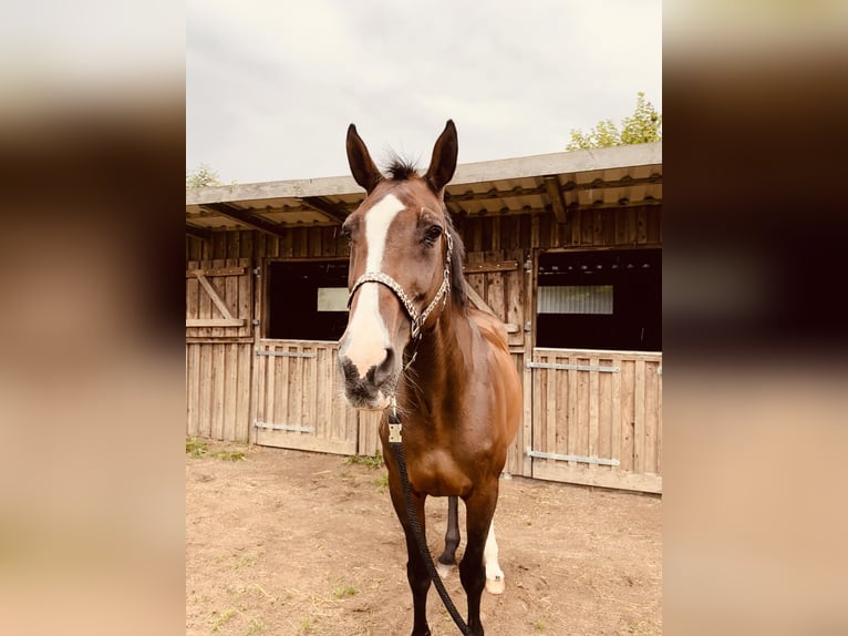 Holstein Mare 23 years 17 hh Brown in B&#xF6;rzow
