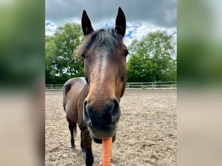 Holstein Mare 24 years 15,2 hh Brown in Untersiemau