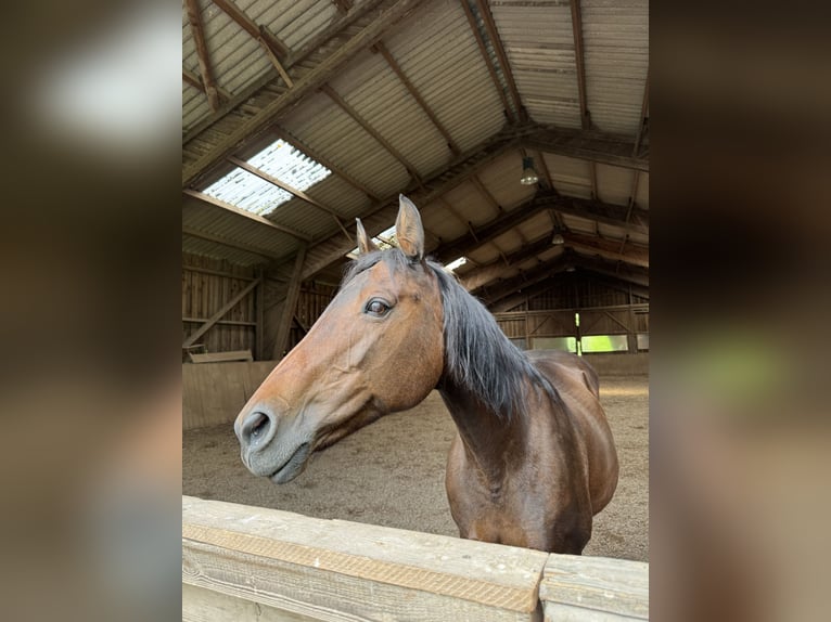 Holstein Mare 24 years 15,2 hh Brown in Untersiemau