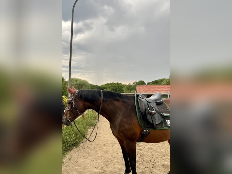 Holstein Mare 24 years 15,2 hh Brown in Untersiemau