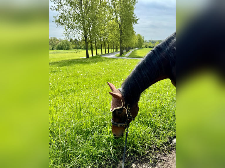 Holstein Mare 24 years 15,2 hh Brown in Untersiemau